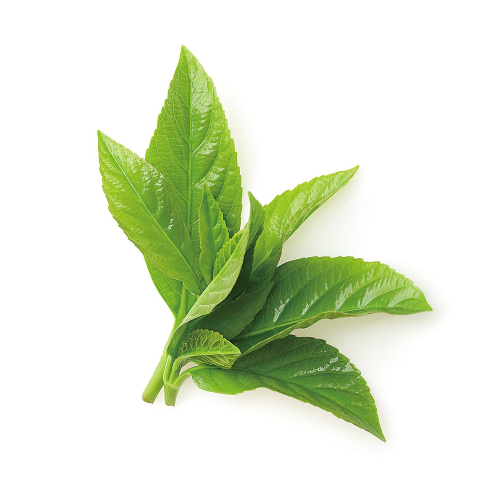 真珠抹茶「Akari（あかり）」2g×15本入り