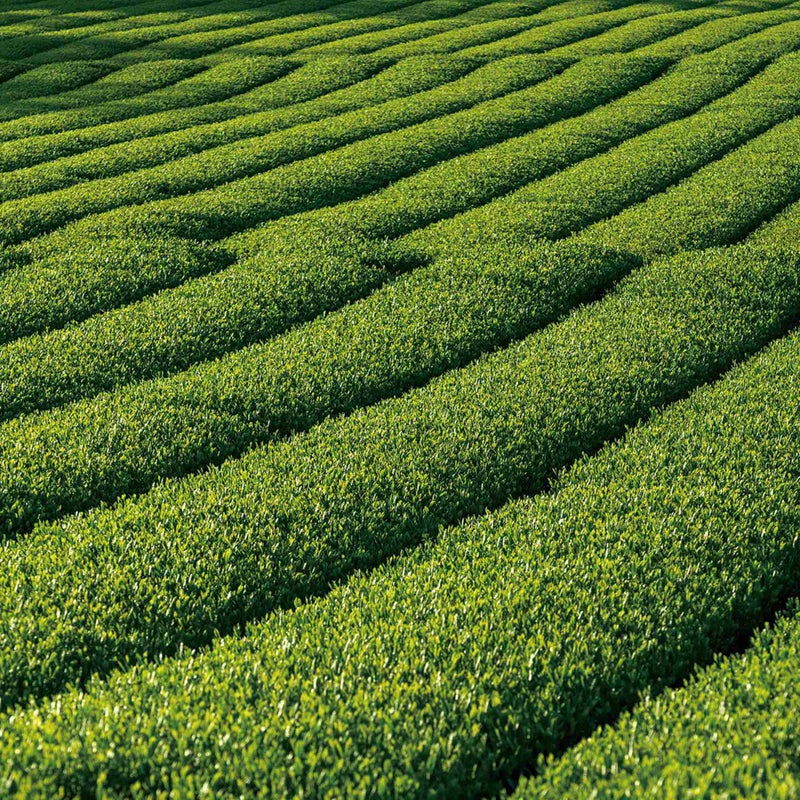 真珠抹茶「Akari（あかり）」2g×15本入り